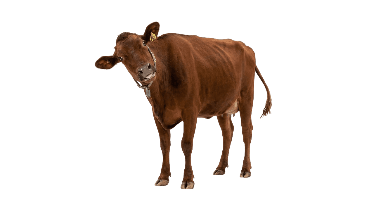 Brown cow